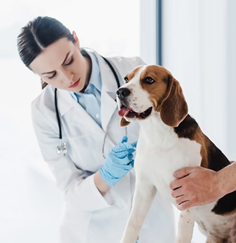 Doğançay Veteriner